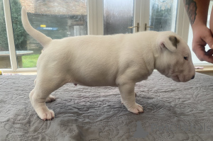 Photo №1. bull terrier - à vendre en ville de Poznan | 1200€ | Annonce №50291