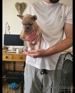 Photo №1. bouledogue - à vendre en ville de New York | 256€ | Annonce №120941