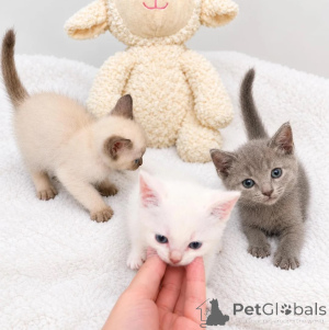 Photo №1. cornish rex - à vendre en ville de Klingenberg | 350€ | Annonce № 178171