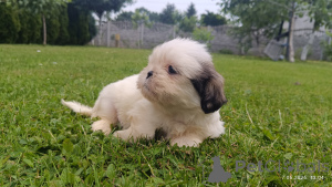 Photo №1. shih tzu - à vendre en ville de Tarnów | 500€ | Annonce №143616