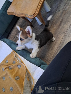 Photo №2 de l'annonce № 160995 de la vente welsh corgi - acheter à Serbie éleveur