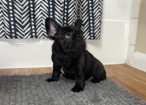 Photo №2 de l'annonce № 166276 de la vente bouledogue - acheter à USA 
