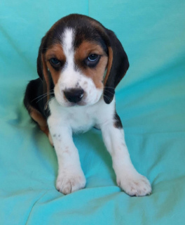 Photo №2 de l'annonce № 2250 de la vente beagle - acheter à Fédération de Russie de la fourrière
