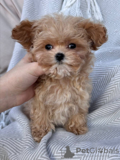 Photo №3. Jouet Cuccioli di Barboncino. Italie