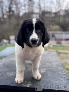 Photo №3. Élevage Landseer - chiots exceptionnels à vendre!. Pologne