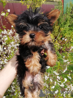 Photos supplémentaires: Chiot Yorkie au visage de bébé