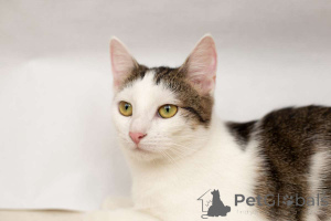 Photo №1.  - à vendre en ville de Minsk | Gratuit | Annonce № 149226