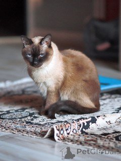 Photo №2 de l'annonce № 158843 de la vente thaï - acheter à Fédération de Russie annonce privée