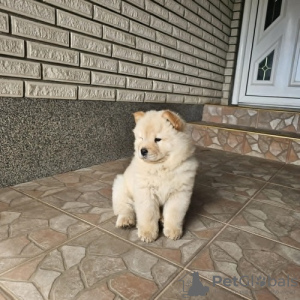 Photos supplémentaires: Chow-chow mâle