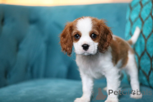 Photo №3. Daisy, un petit rayon de soleil prêt à remplir vos journées d'amour et de rire !. Irlande