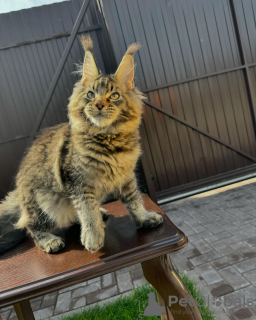 Photo №1. maine coon - à vendre en ville de Minnesota City | négocié | Annonce № 112795