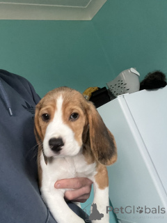 Photo №1. beagle - à vendre en ville de Ville de Californie | négocié | Annonce №170301