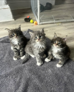 Photo №1. maine coon - à vendre en ville de Birlenbach | 350€ | Annonce № 147347