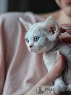 Photo №1. devon rex - à vendre en ville de Munich | négocié | Annonce № 171389