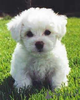 Photo №1. bichon à poil frisé - à vendre en ville de Dresde | Gratuit | Annonce №160340
