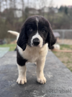 Photo №2 de l'annonce № 138673 de la vente landseer - acheter à Pologne éleveur