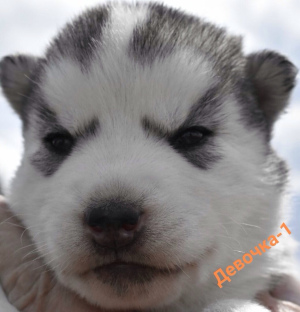 Photo №2 de l'annonce № 2449 de la vente husky de sibérie - acheter à Fédération de Russie de la fourrière