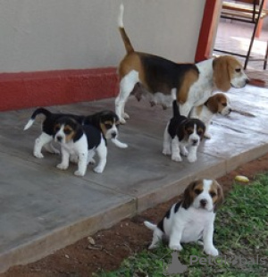 Photo №3. Des chiots Beagle de race pure dressés à domicile sont maintenant disponibles. Allemagne