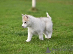 Photo №4. Je vais vendre husky de sibérie en ville de Leskovac. annonce privée - prix - négocié