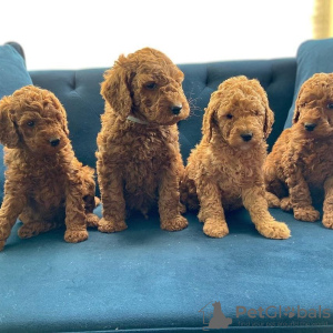 Photo №3. Chiots Labradoodle Entreprise WhatsApp 37256062792. La finlande