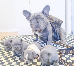 Photo №1. bouledogue - à vendre en ville de Дортмунд | 100€ | Annonce №129396