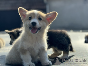 Photo №4. Je vais vendre welsh corgi en ville de Bačka Topola. éleveur - prix - 1300€