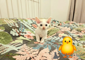 Photo №4. Je vais vendre devon rex en ville de Hambourg. éleveur - prix - 872€