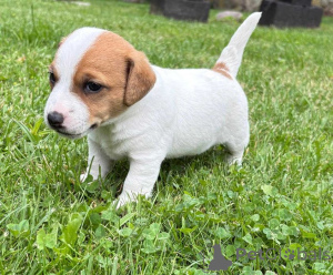 Photo №3. Chiots Jack Russell à adopter.. La finlande