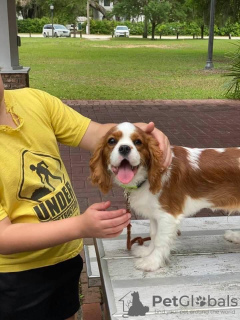 Photo №1. cavalier king charles spaniel - à vendre en ville de Budapest | négocié | Annonce №42529