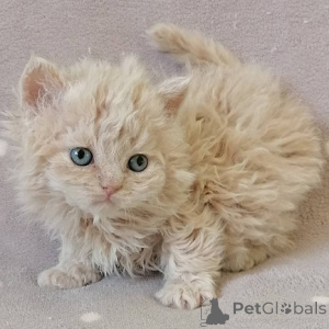 Photo №1. selkirk rex à longs poils - à vendre en ville de Larnaca | négocié | Annonce № 174857