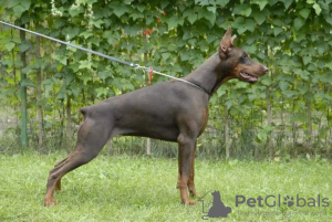 Photos supplémentaires: L'élevage Doberman 