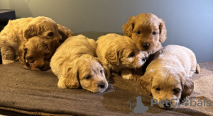 Photo №3. Süßer Maltipoo. Allemagne