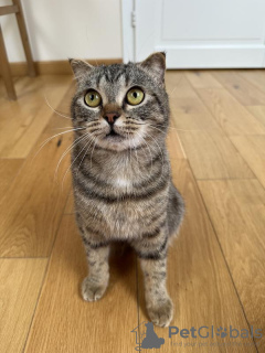 Photos supplémentaires: Cher chat Sniff est entre de bonnes mains.