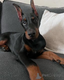 Photo №2 de l'annonce № 138751 de la vente dobermann - acheter à Allemagne annonce privée