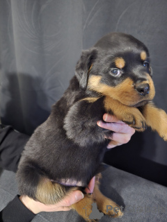 Photo №2 de l'annonce № 137914 de la vente rottweiler - acheter à Allemagne 