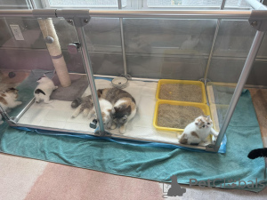 Photo №1. exotic shorthair - à vendre en ville de Helsinki | 500€ | Annonce № 160874