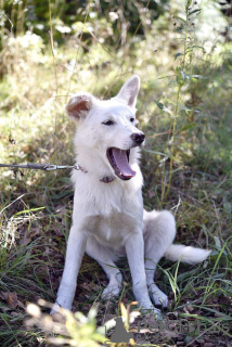 Photo №4. Je vais vendre chien bâtard en ville de Москва. annonce privée - prix - Gratuit