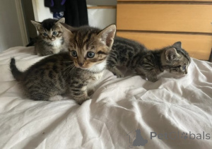 Photo №2 de l'annonce № 161183 de la vente munchkin - acheter à Allemagne éleveur