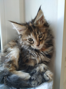 Photo №2 de l'annonce № 135369 de la vente maine coon - acheter à Fédération de Russie annonce privée, de la fourrière, éleveur