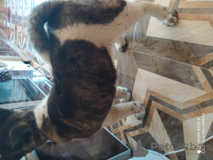 Photo №2 de l'annonce № 7187 de la vente akita américain - acheter à Ukraine annonce privée, éleveur