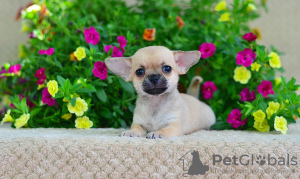 Photos supplémentaires: Fille de Chihuahua