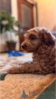 Photo №4. Je vais vendre caniche royale en ville de Labinsk. annonce privée - prix - 431€