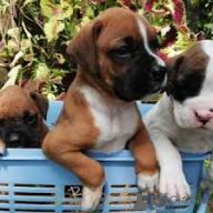 Photo №1. boxer - à vendre en ville de Milan | 850€ | Annonce №165798