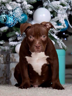 Photo №3. American Bully Chocolate and Lilac. Biélorussie