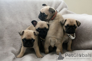 Photo №3. Chiots Carlin en bonne santé avec pedigree disponibles maintenant pour les. Allemagne