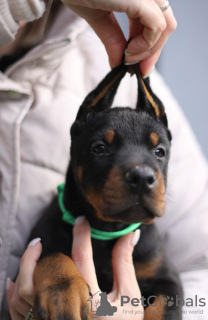 Photo №4. Je vais vendre dobermann en ville de Belgrade. éleveur - prix - négocié