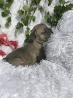 Photos supplémentaires: Chiot bouledogue français