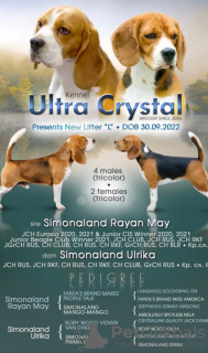 Photo №4. Accouplement beagle en Fédération de Russie. Annonce № 133040