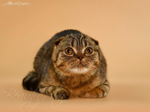 Photo №2 de l'annonce № 5928 de la vente scottish fold - acheter à Ukraine de la fourrière, éleveur