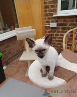 Photo №3. Les chats siamois, un mélange parfait de grâce et de personnalité. Allemagne